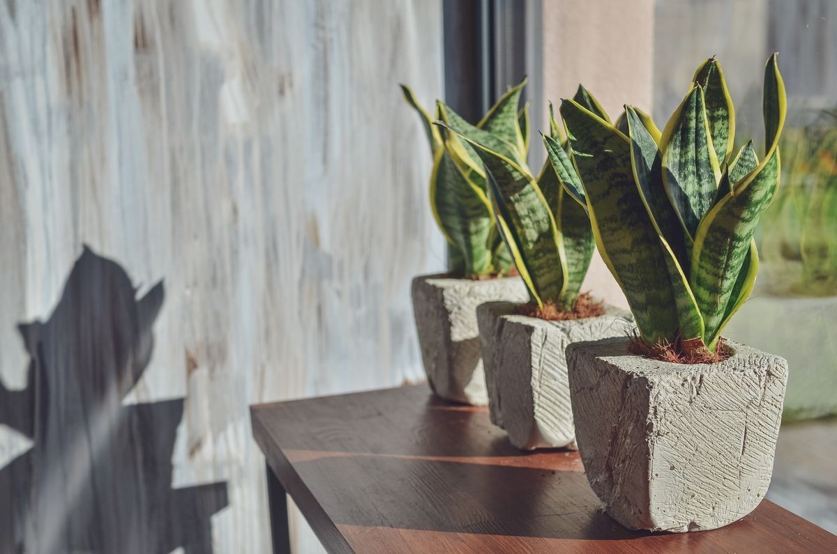 Snake plant in pots on grey grunge background